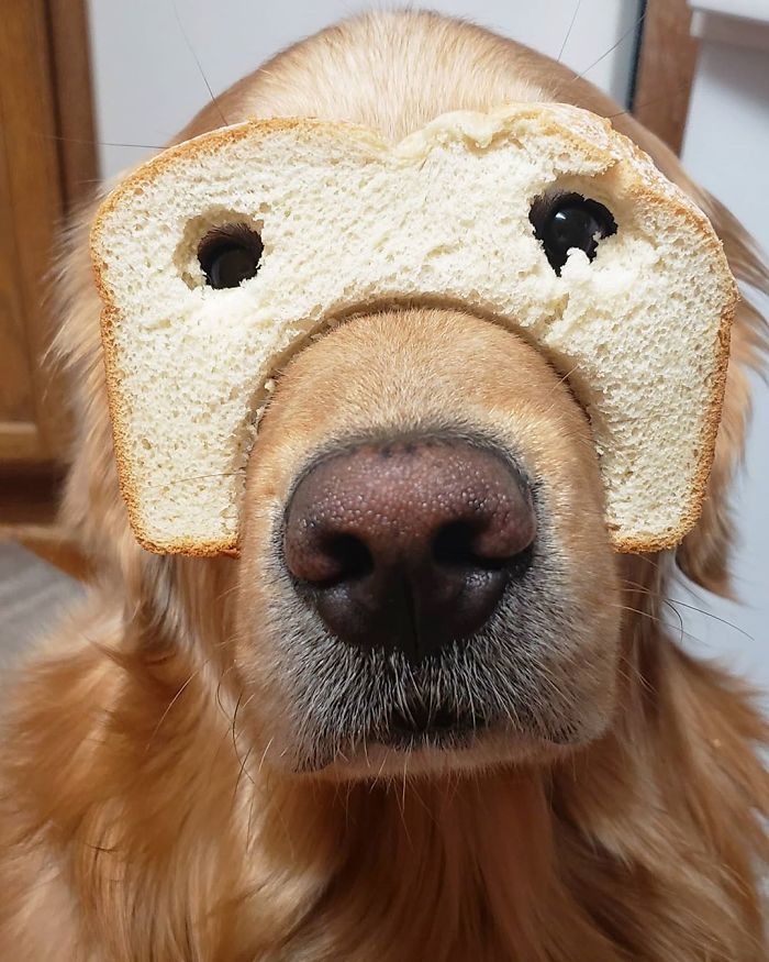 funny inbread dog photo