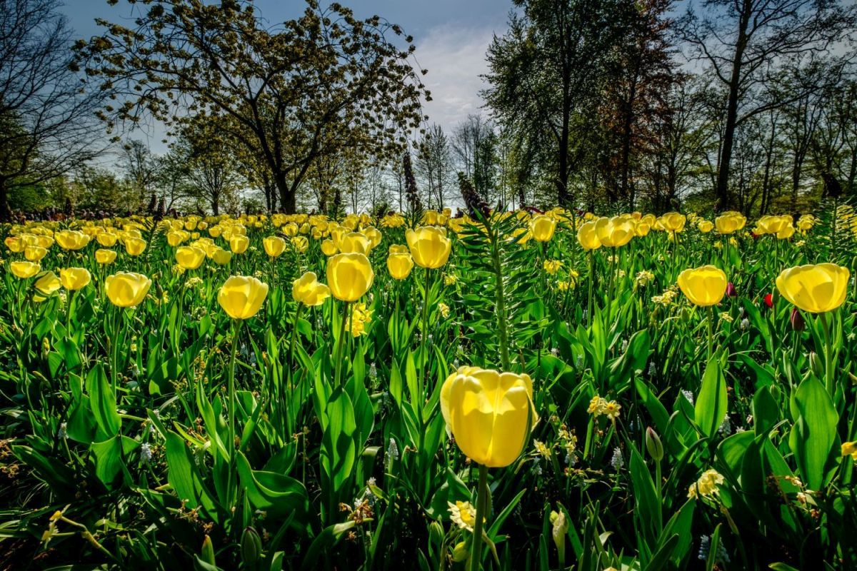 beautiful tulip garden eriklaanphotos