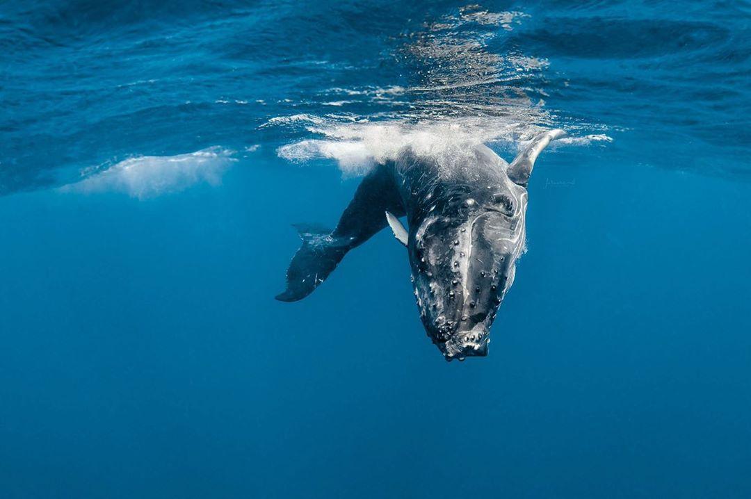beautiful whale photo jasmine carey