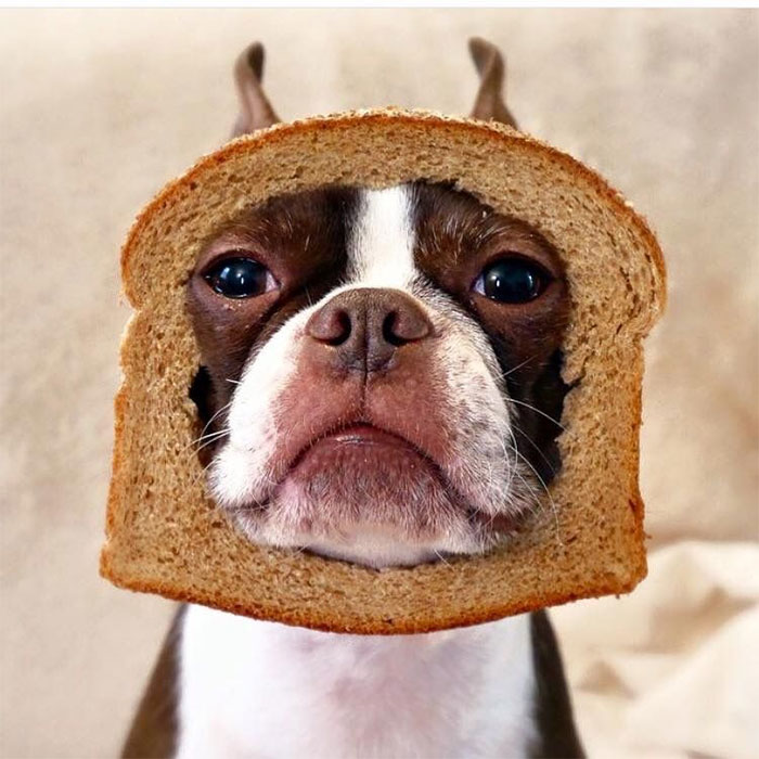 funny inbread dog photo