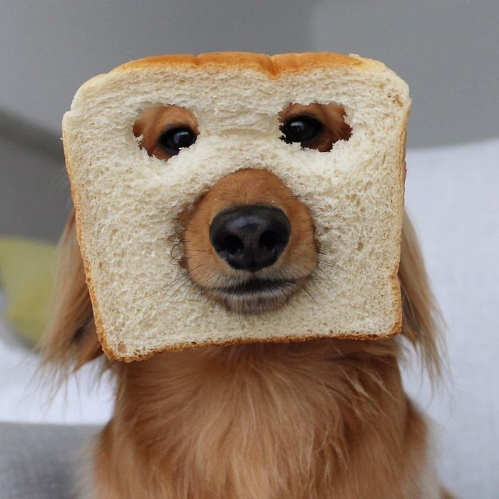funny inbread dog image