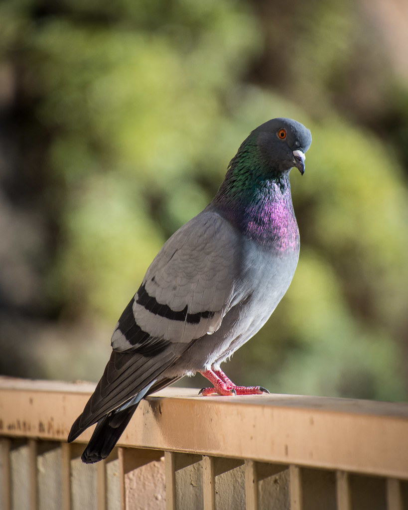 beautiful pigeon picture apmckinlay