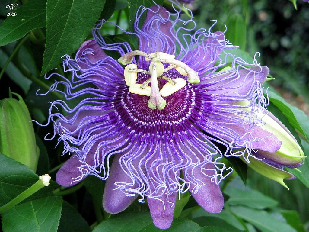 amazing unusual shape flower image passion flower