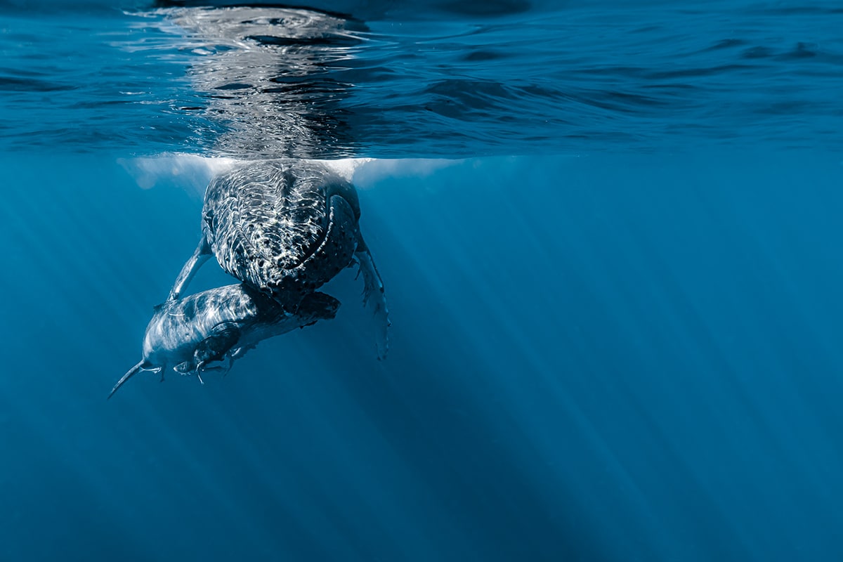 beautiful whale photograph jasmine carey