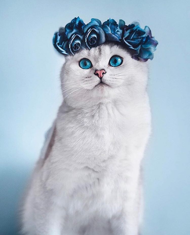 beautiful flower crown cat freyas floral company