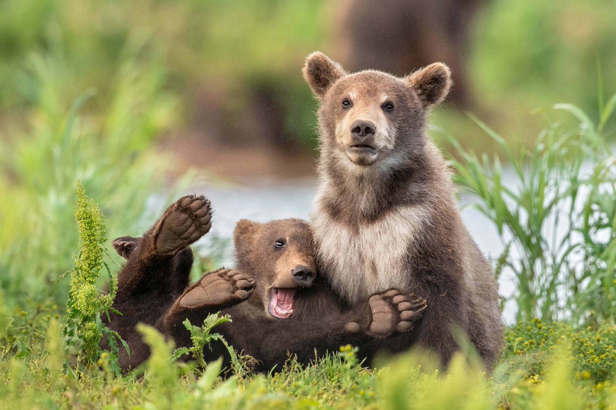 funny wildlife photography bear friends