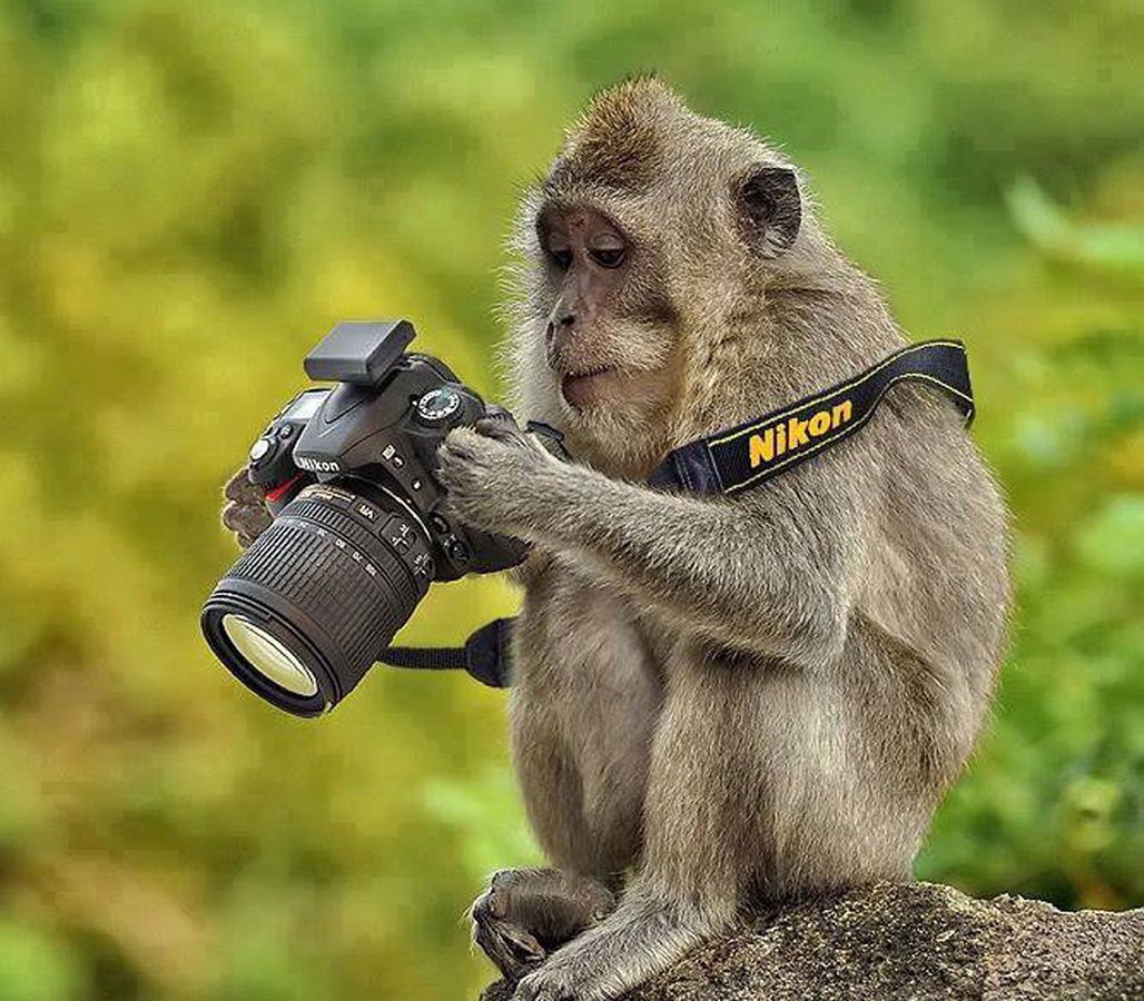 hilarious animal and camera photo