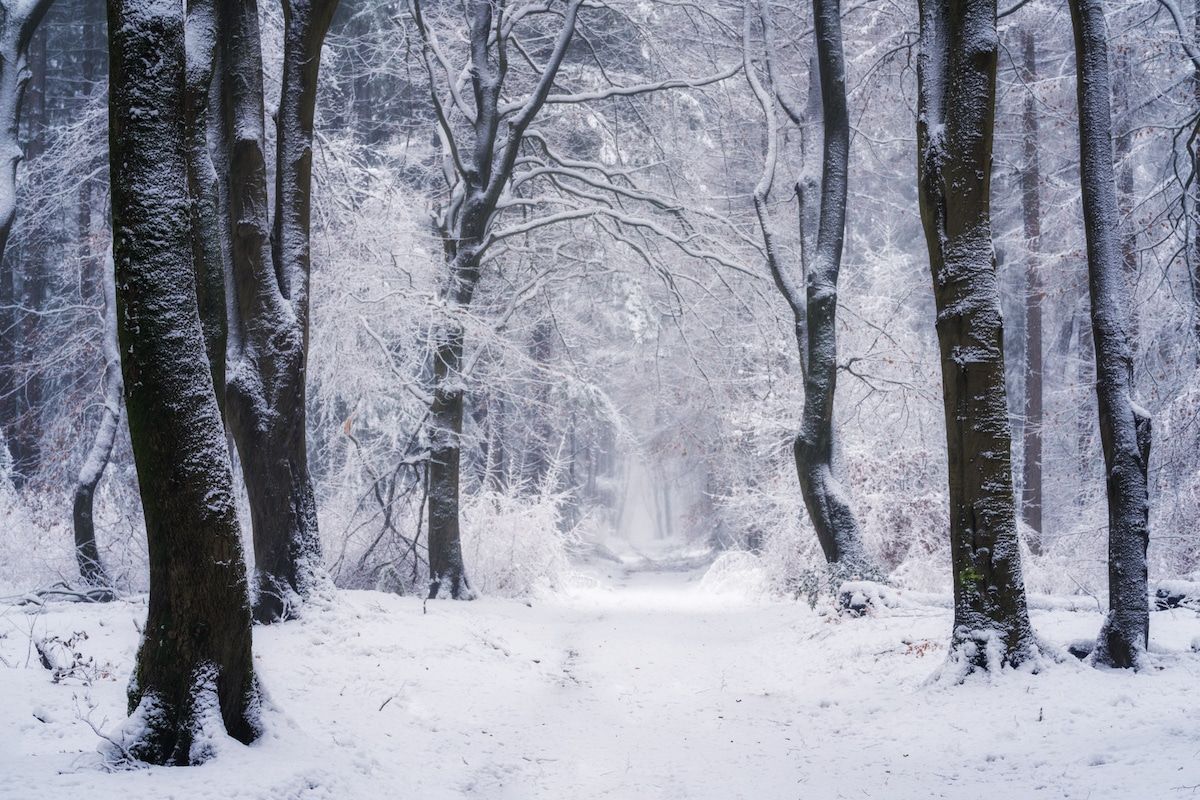 beautiful winter season forest image albert dros