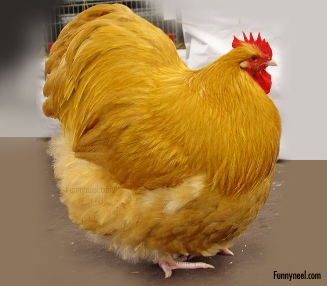 beautiful chicken photo