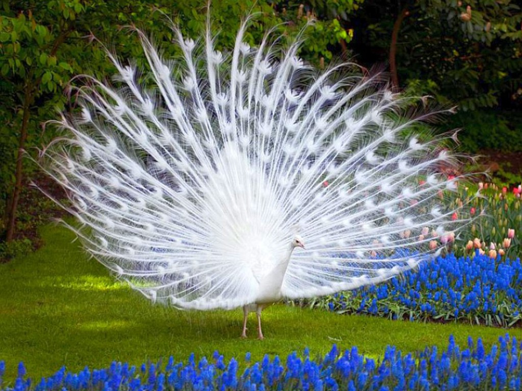 amazing white peacock image