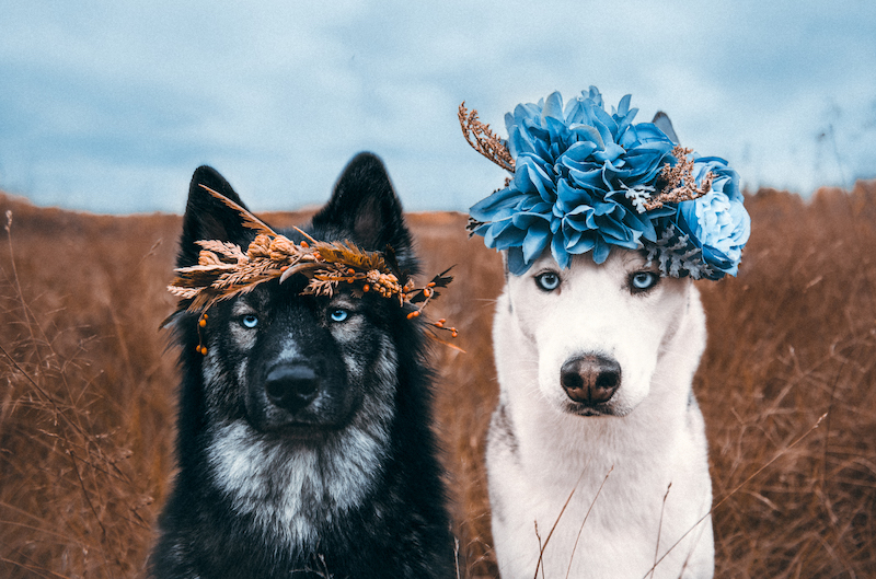 beautiful floral crown dog freyas floral company