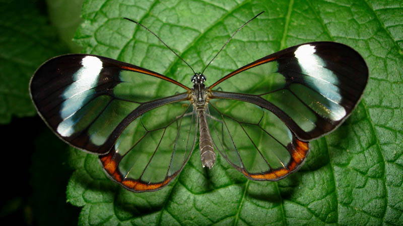 beautiful glass winged butterfly image