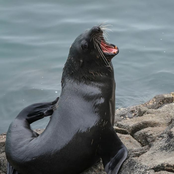 funny laughing seal image