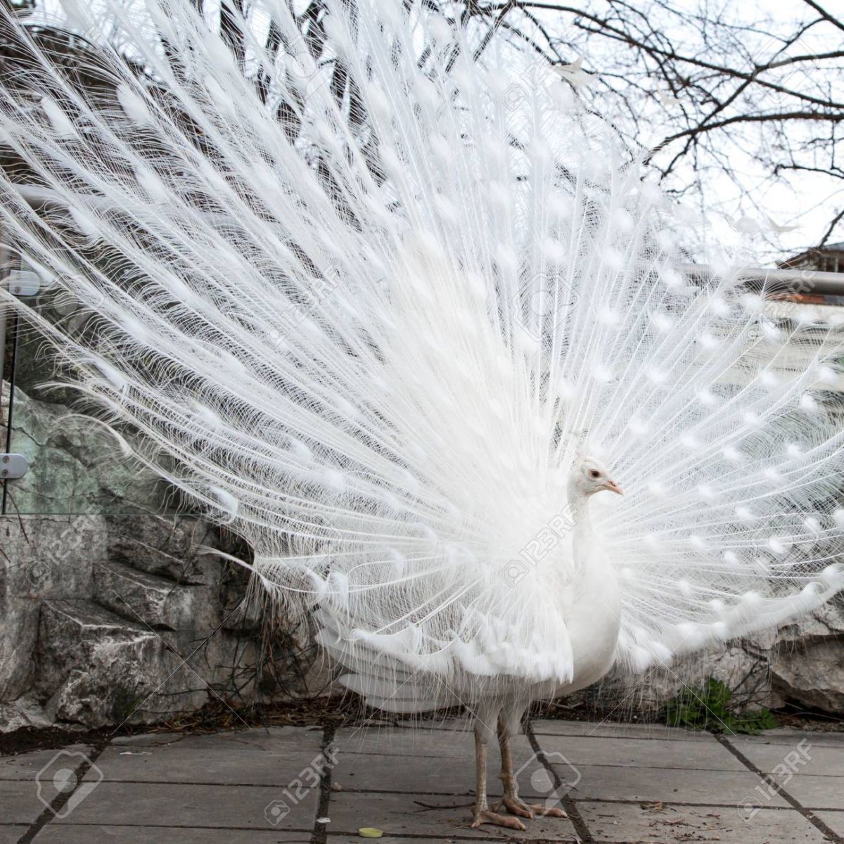 amazing white peacock image