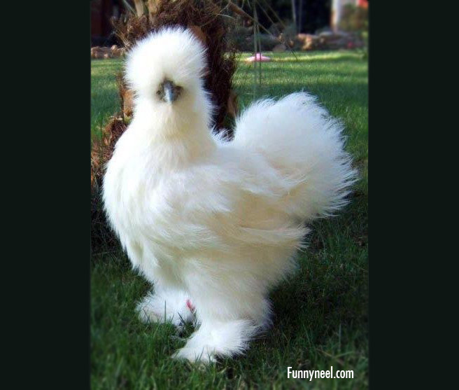 funny silkies chicken image