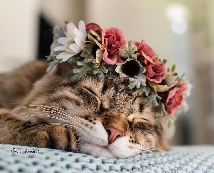 beautiful flower crown cat freyas floral company
