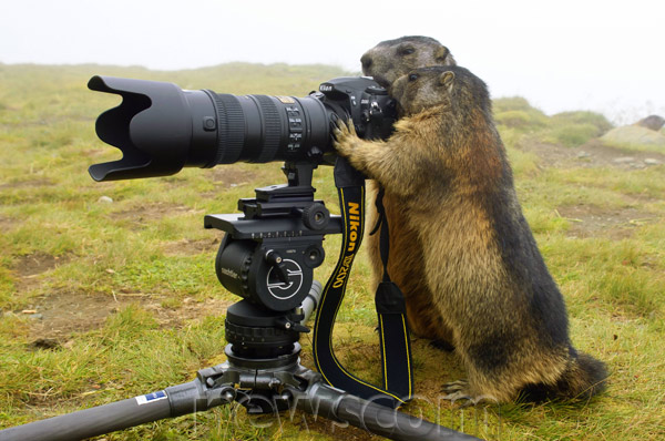 hilarious animal and camera photo