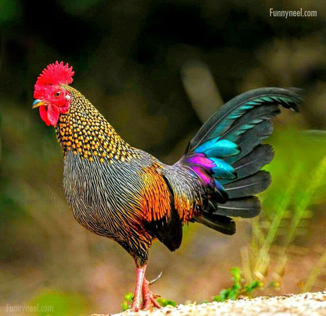 colourful chicken image