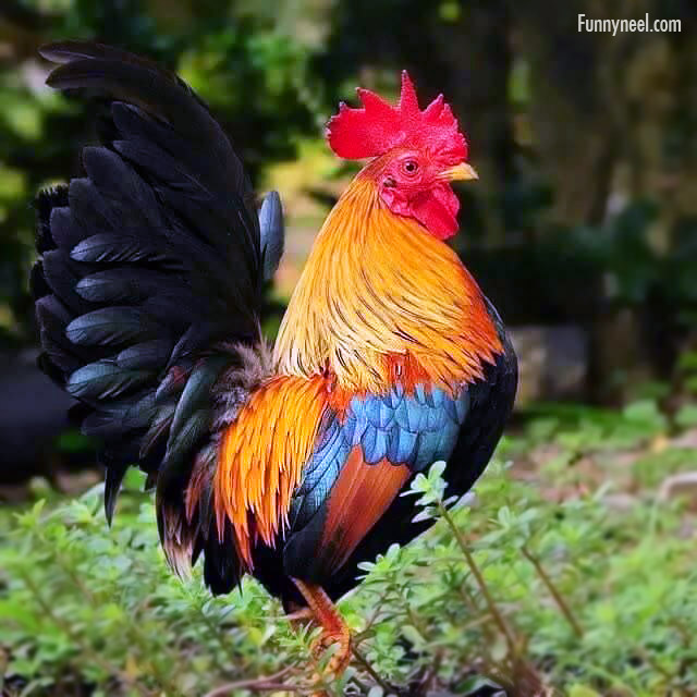 beautiful chicken photo