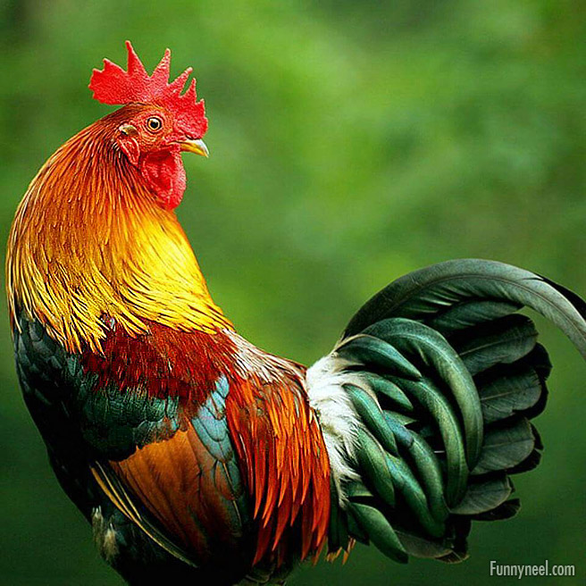 beautiful chicken image