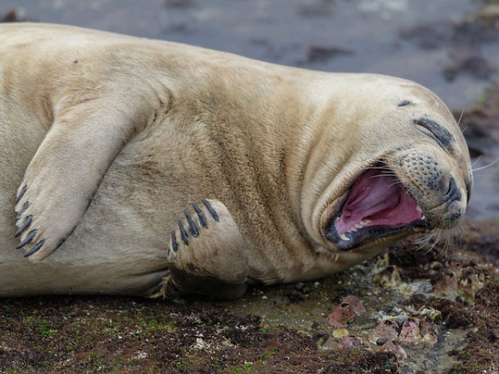 funny laughing seal image