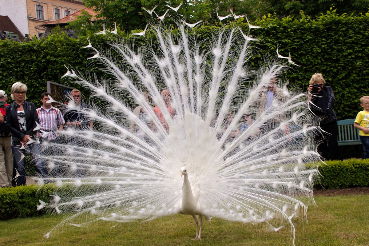 beautiful white peacock image jim connolly