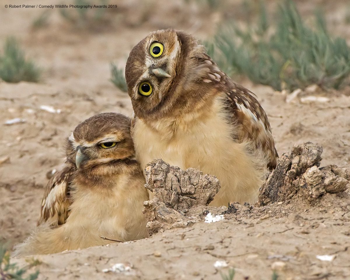 funny wildlife photography owlets robert palmer