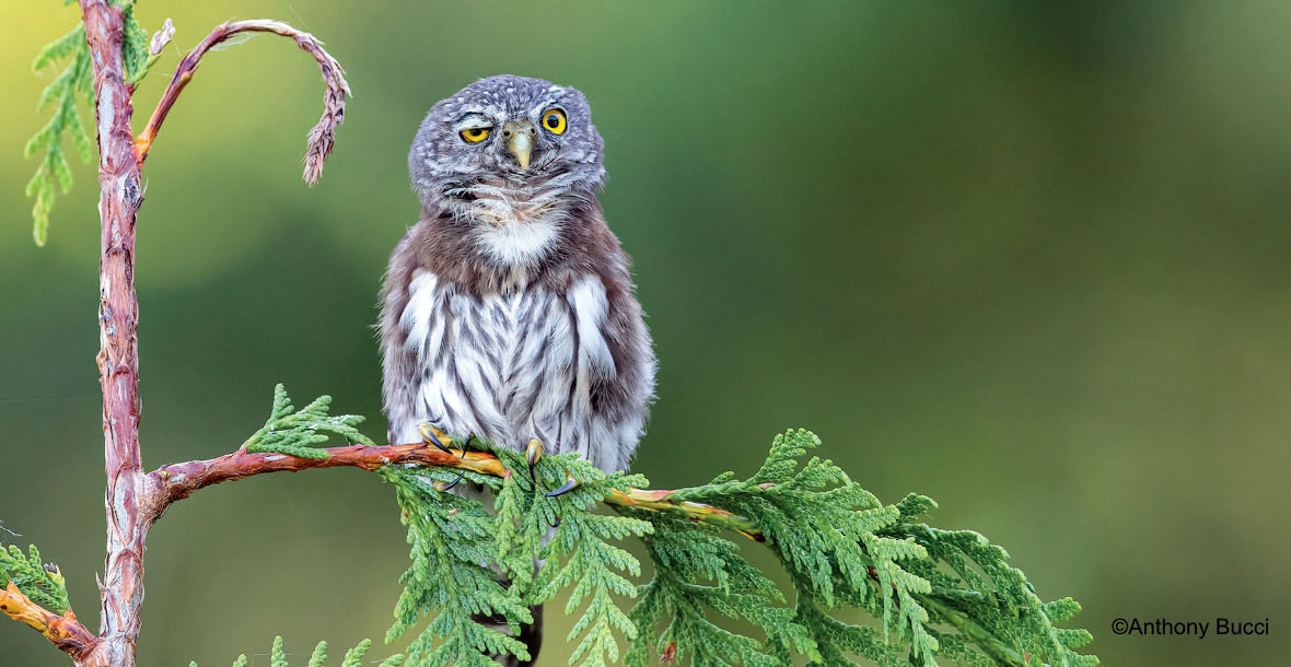 funny wildlife photography owl wink anthony bucci