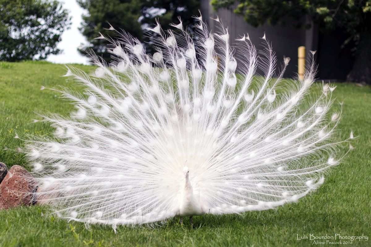 stunning white peacock image luis bourdon