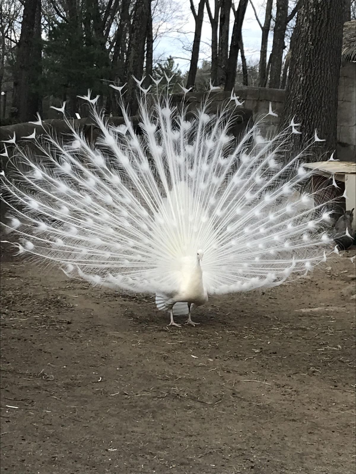 beautiful white peacock image