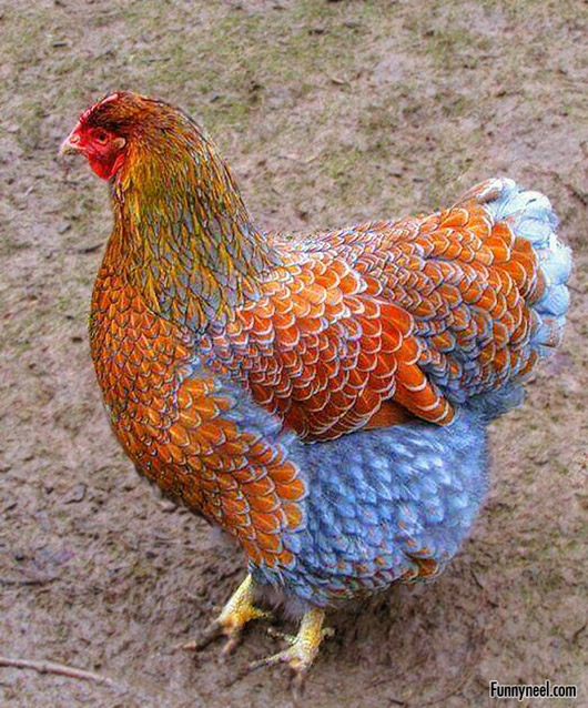 colourful chicken photo