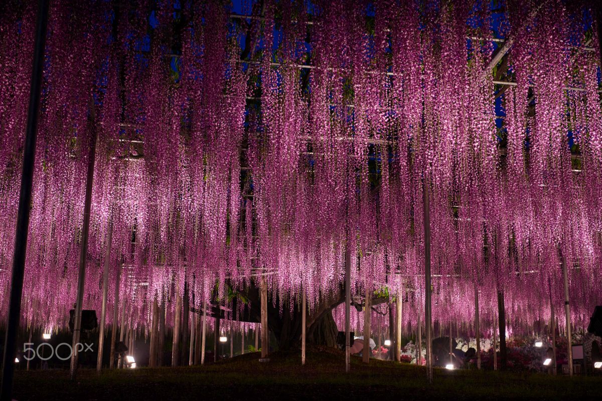 beautiful wisteria tree ashikaga flower park japan hiroyuki mizui