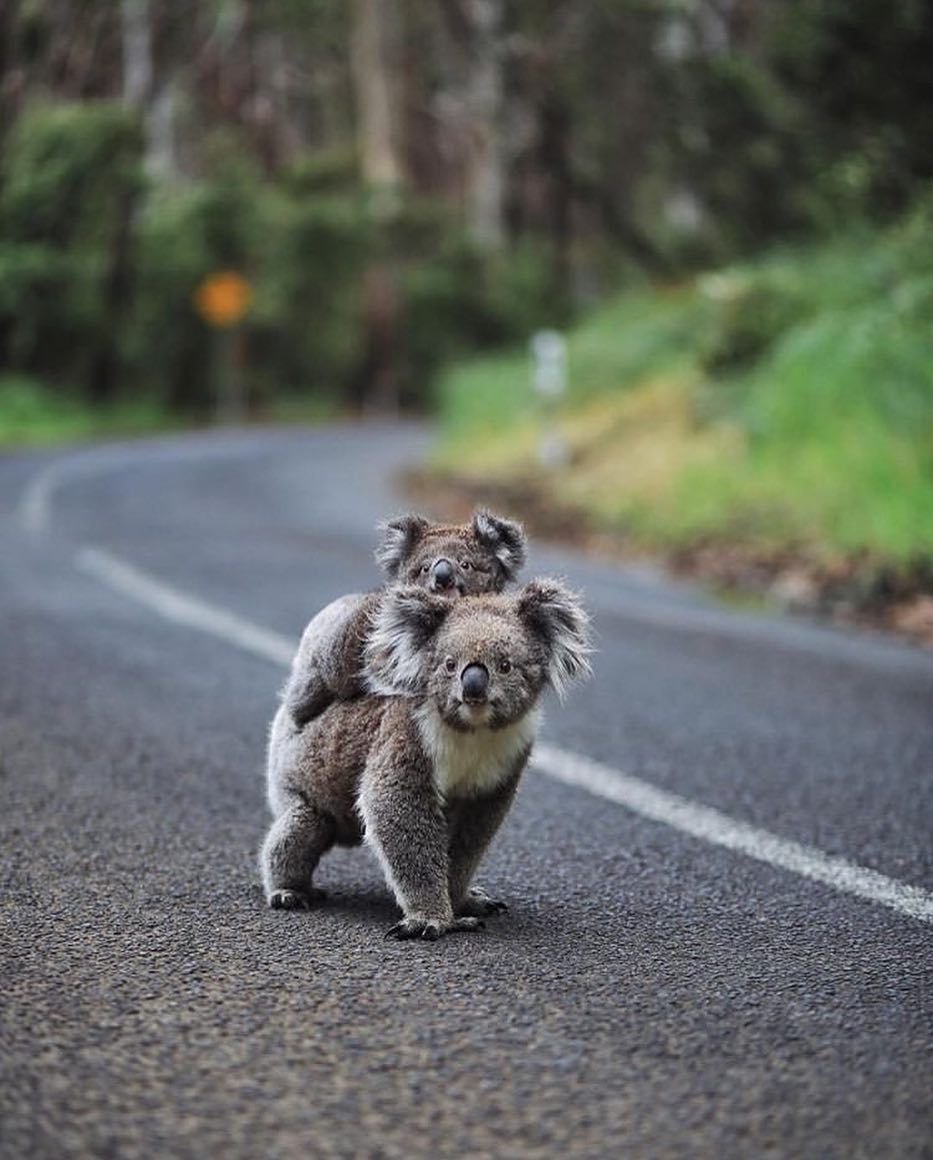funny hitchhiking koala kid mother photo