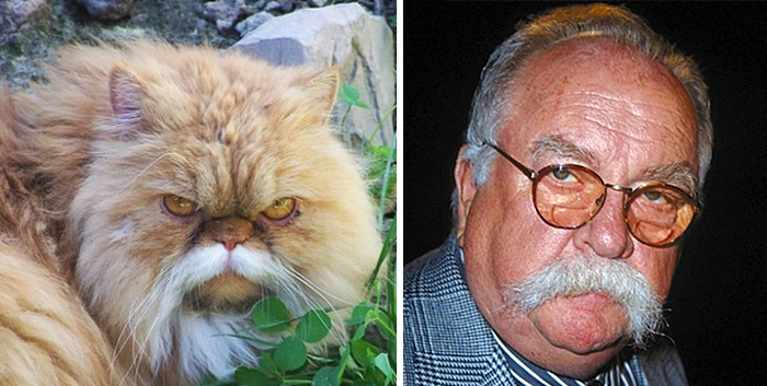 funny lookalike animal and celebrity wilford brimley