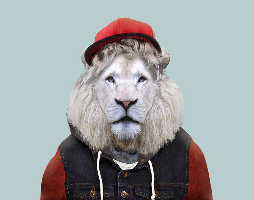 funny animal photo manipulation transvaal lion yago partal