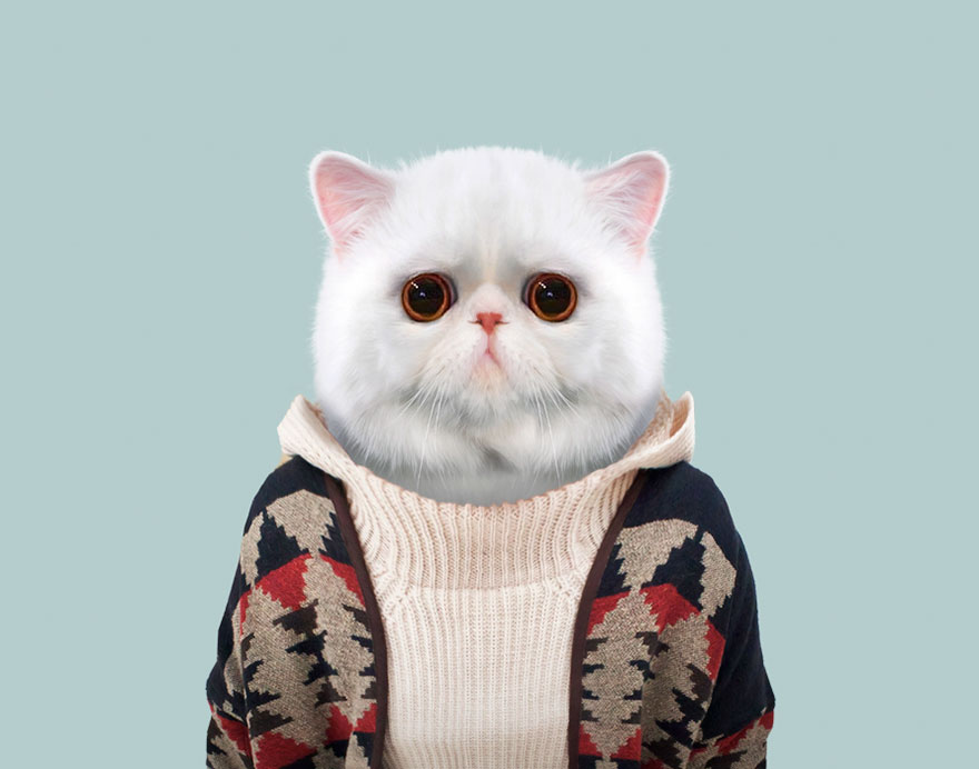 funny animal photo manipulation shorthair cat yago partal
