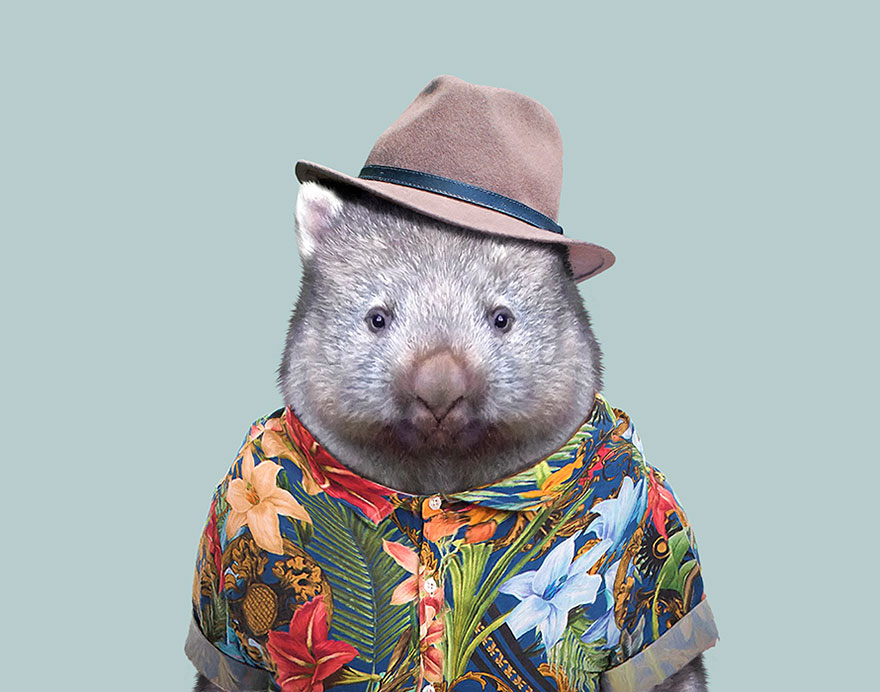 funny animal photo manipulation wombat yago partal