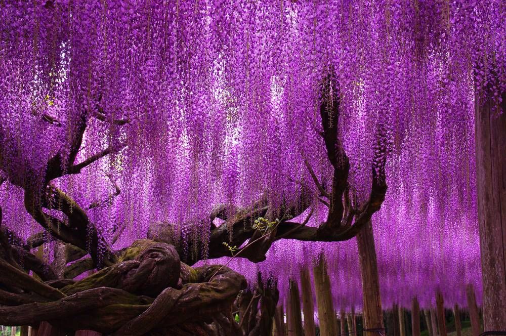 beautiful wisteria tree ashikaga flower park japan