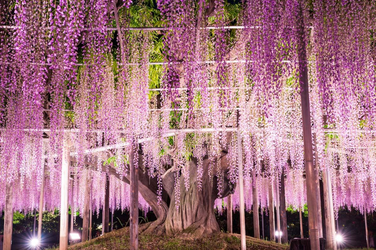 beautiful wisteria tree ashikaga flower park japan