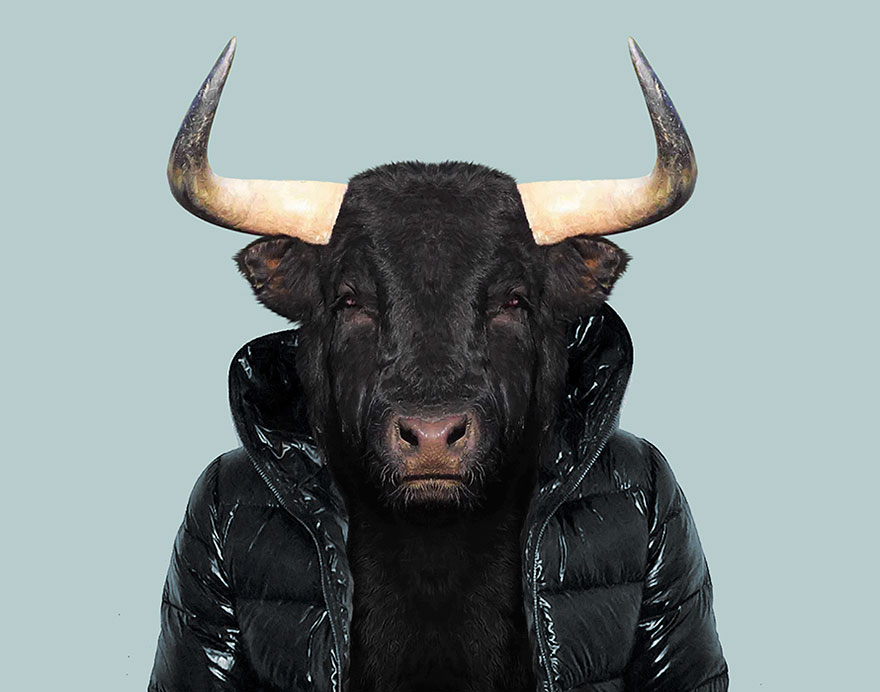 funny animal photo manipulation spanish bull yago partal
