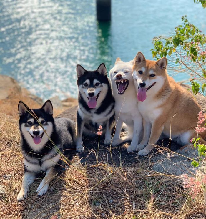 funny dog group photos