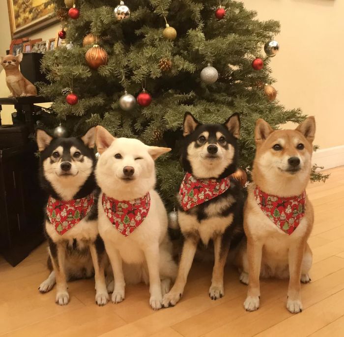 funny dog group photos