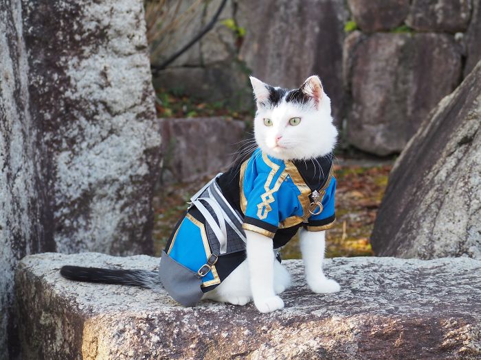 beautiful cat costume yagyouneko