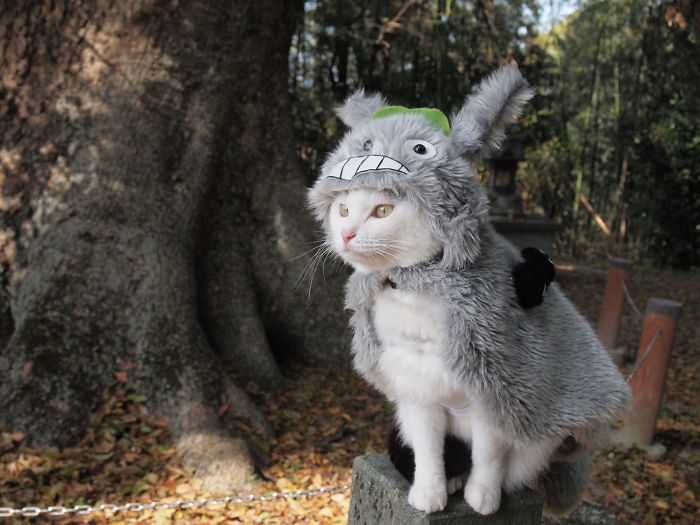 beautiful cat costume yagyouneko