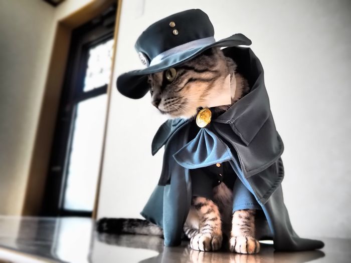 funny cat costume yagyouneko