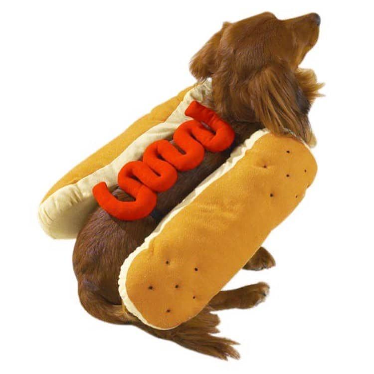 funny halloween pet costume hotdog dog