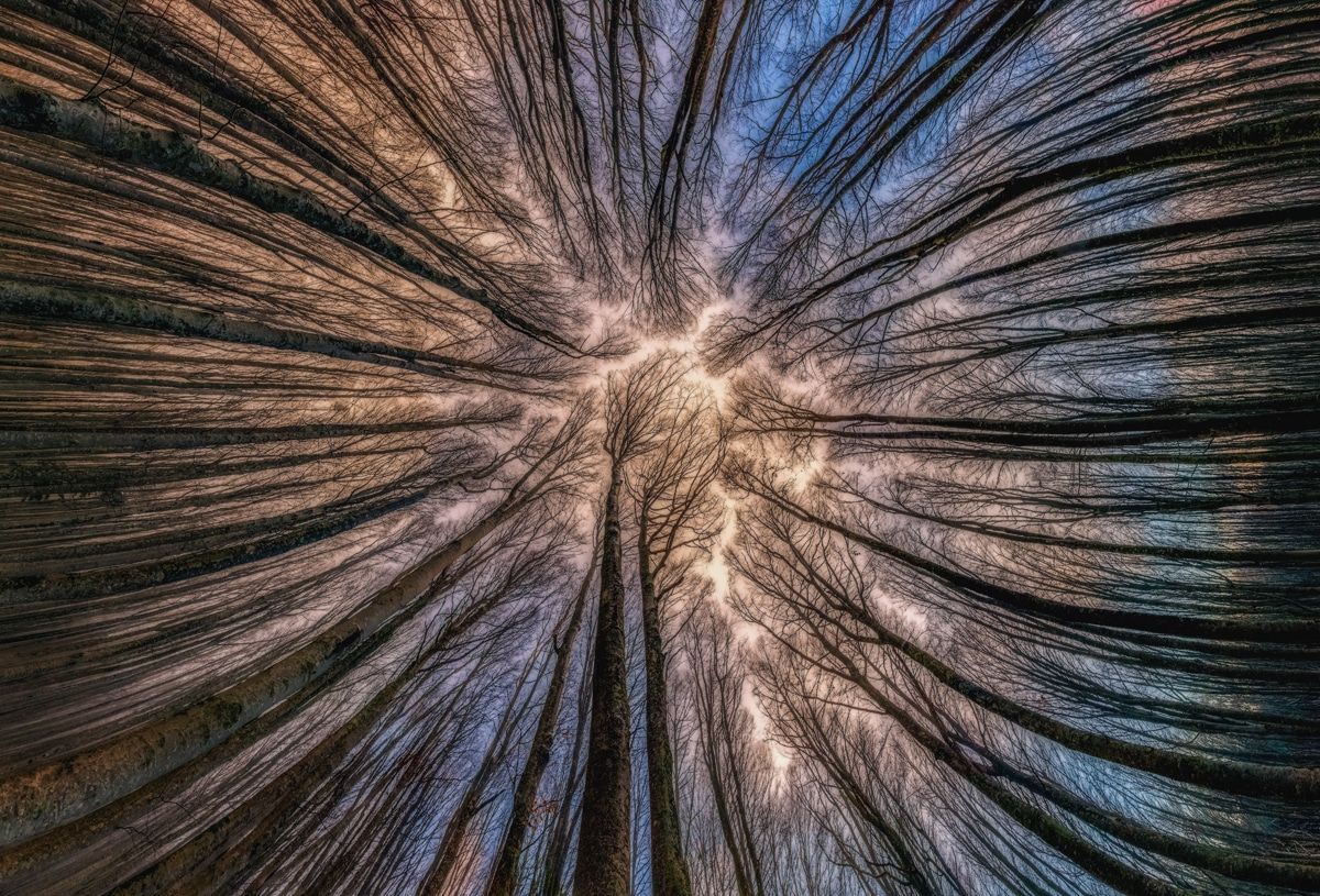 beautiful forest trees photo manuelo bececco