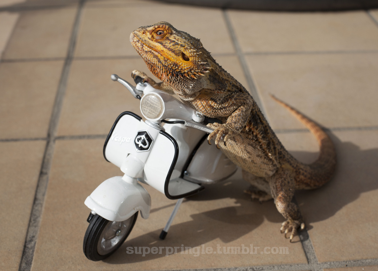 funny pet bearded dragon images sophie