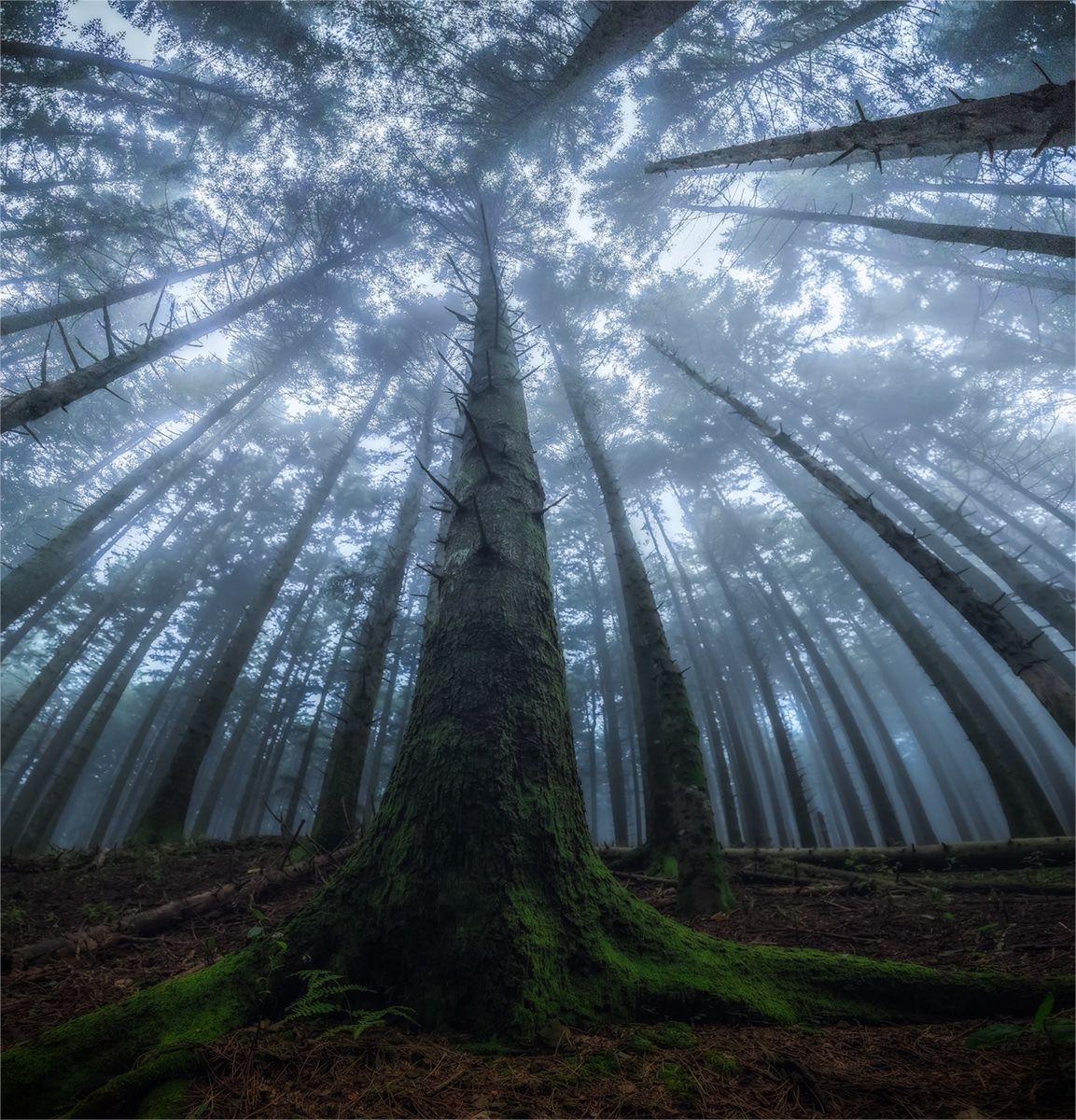 beautiful forest trees photo manuelo bececco
