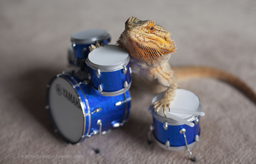 funny pet bearded dragon images sophie